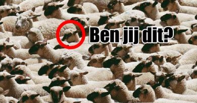 Midden van de kudde